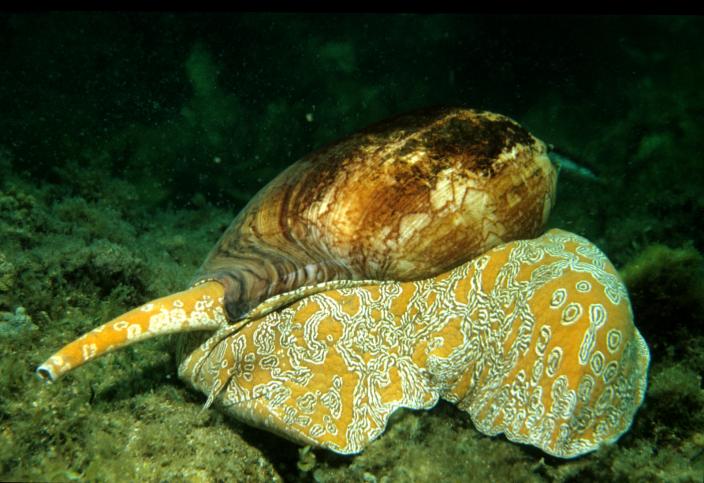 A yellow and brown mollusc